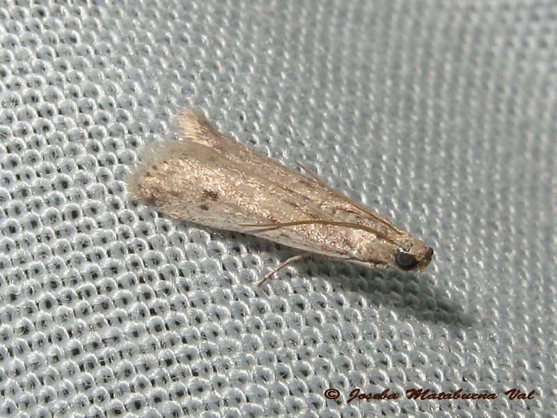 micro 6 da id - Phycitodes cfr. maritima, Pyralidae